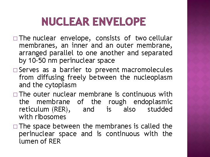 NUCLEAR ENVELOPE � The nuclear envelope, consists of two cellular membranes, an inner and