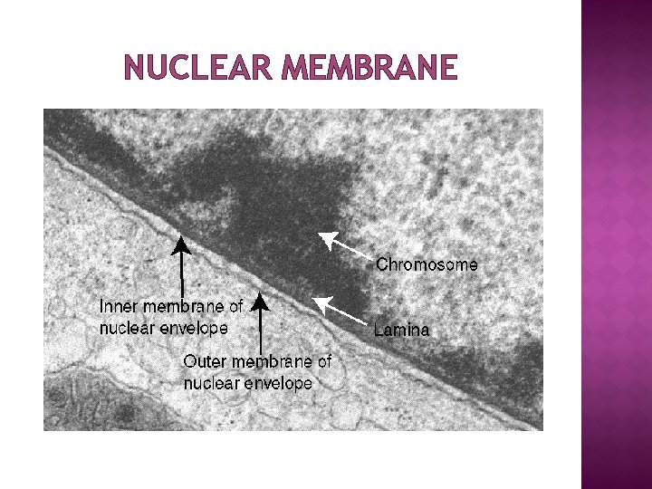 NUCLEAR MEMBRANE 