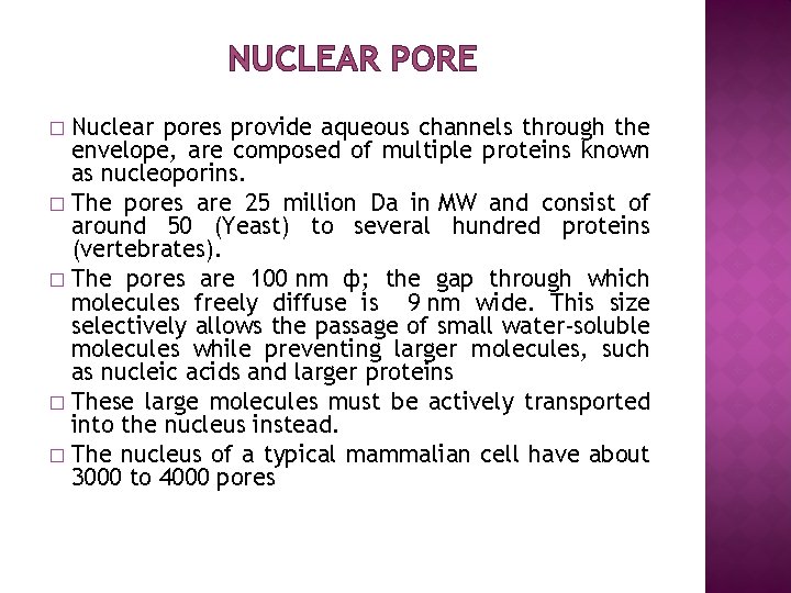 NUCLEAR PORE Nuclear pores provide aqueous channels through the envelope, are composed of multiple