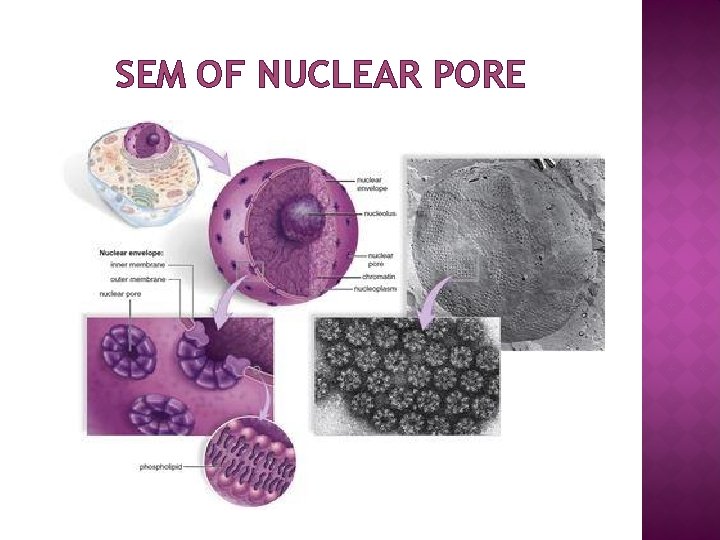 SEM OF NUCLEAR PORE 