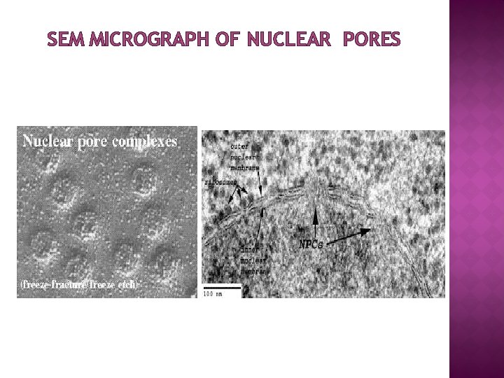 SEM MICROGRAPH OF NUCLEAR PORES 