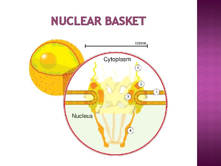 NUCLEAR BASKET 