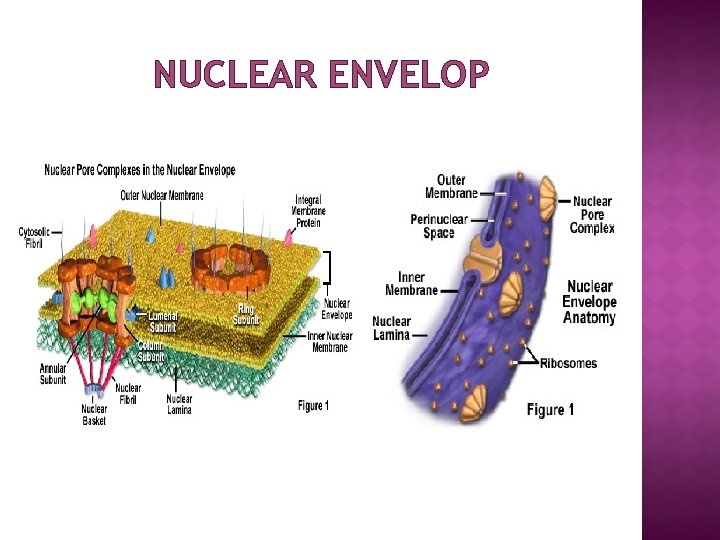 NUCLEAR ENVELOP 