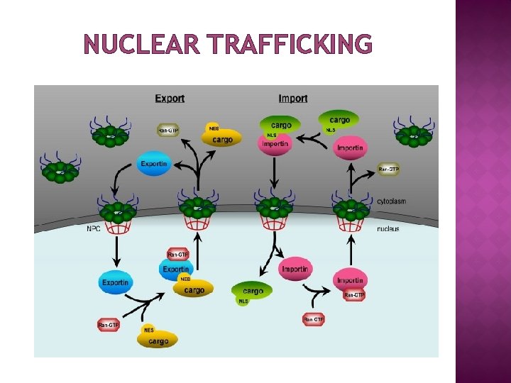 NUCLEAR TRAFFICKING 