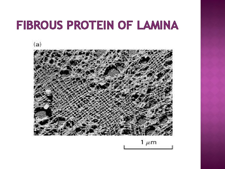 FIBROUS PROTEIN OF LAMINA 