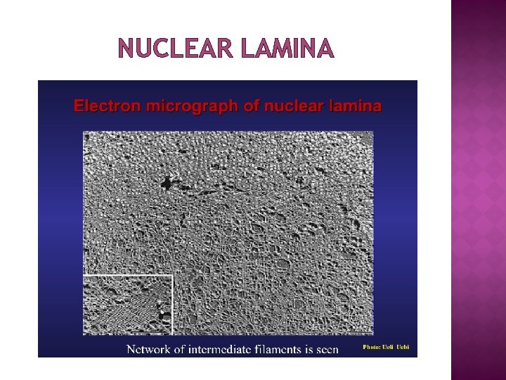 NUCLEAR LAMINA 