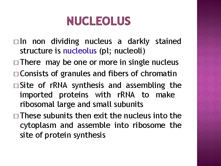 NUCLEOLUS � In non dividing nucleus a darkly stained structure is nucleolus (pl; nucleoli)
