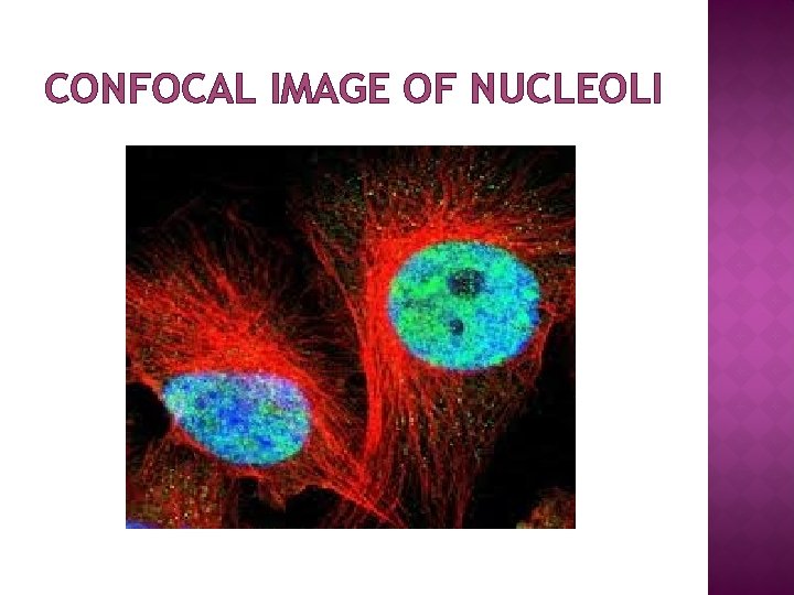 CONFOCAL IMAGE OF NUCLEOLI 