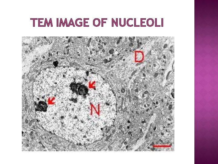 TEM IMAGE OF NUCLEOLI 