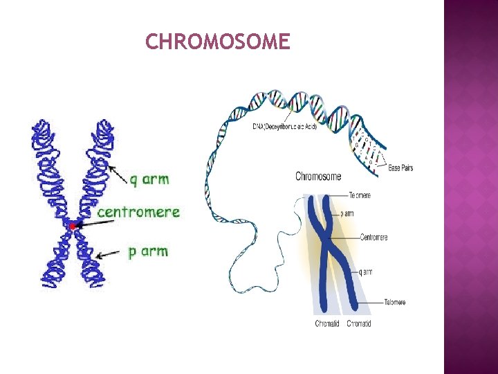 CHROMOSOME 