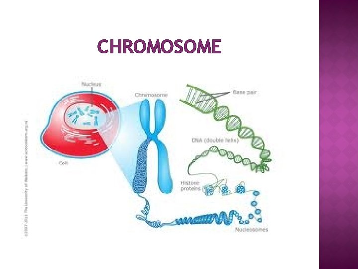 CHROMOSOME 