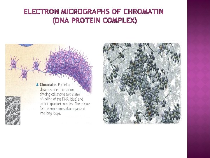 ELECTRON MICROGRAPHS OF CHROMATIN (DNA PROTEIN COMPLEX) 