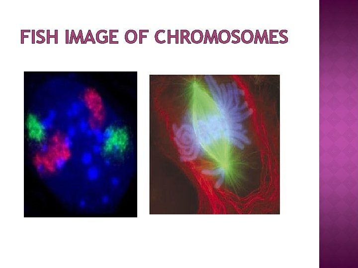 FISH IMAGE OF CHROMOSOMES 