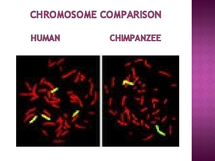 CHROMOSOME COMPARISON HUMAN CHIMPANZEE 