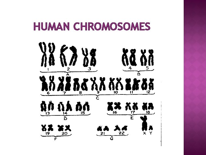 HUMAN CHROMOSOMES 