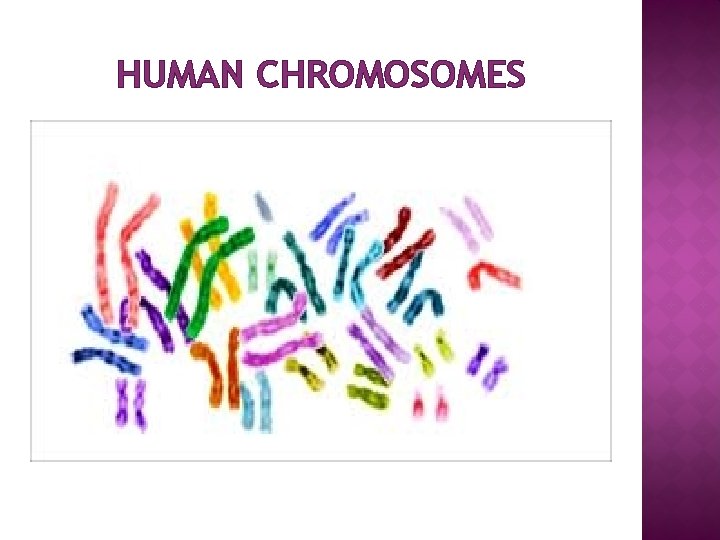 HUMAN CHROMOSOMES 