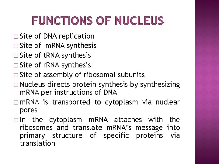 FUNCTIONS OF NUCLEUS � Site of DNA replication � Site of m. RNA synthesis