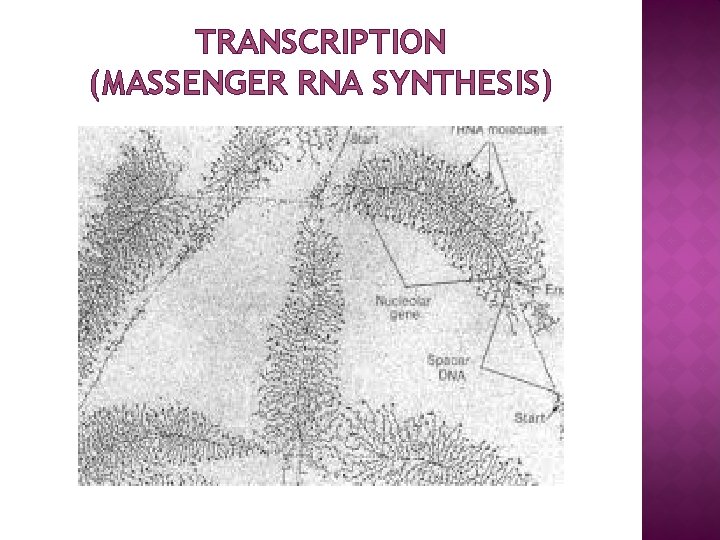 TRANSCRIPTION (MASSENGER RNA SYNTHESIS) 