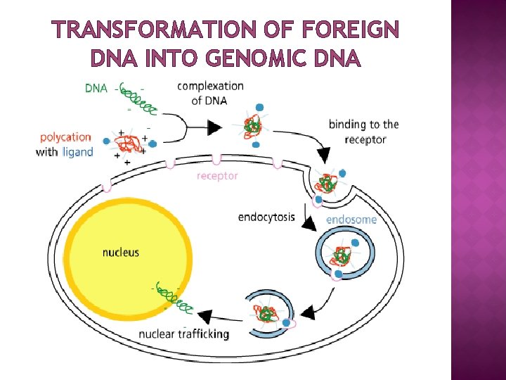 TRANSFORMATION OF FOREIGN DNA INTO GENOMIC DNA 