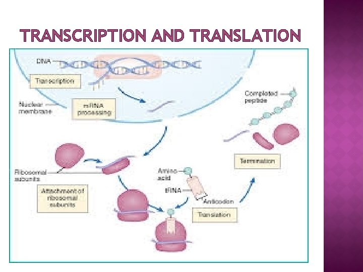 TRANSCRIPTION AND TRANSLATION 