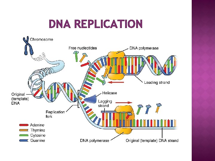 DNA REPLICATION 