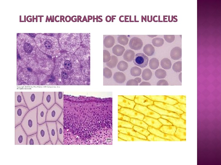 LIGHT MICROGRAPHS OF CELL NUCLEUS 