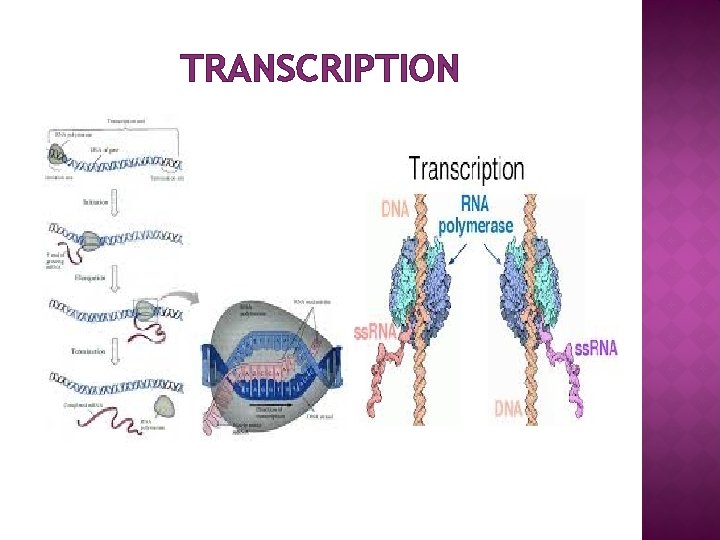 TRANSCRIPTION 