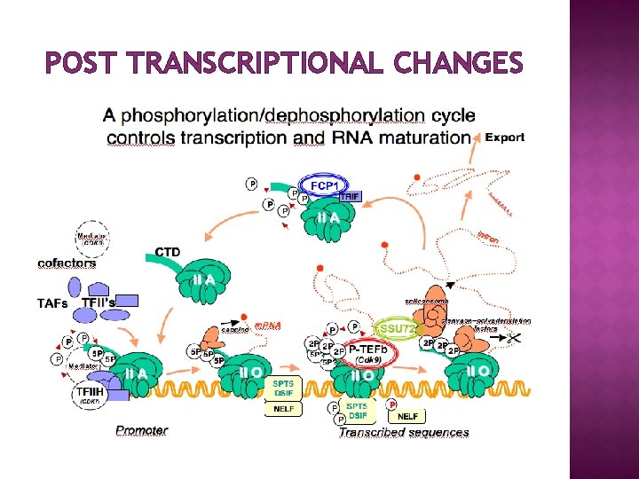 POST TRANSCRIPTIONAL CHANGES 