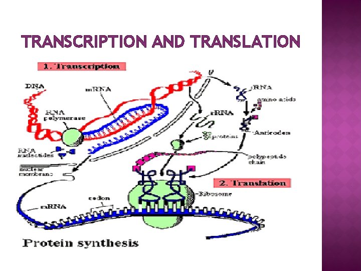 TRANSCRIPTION AND TRANSLATION 