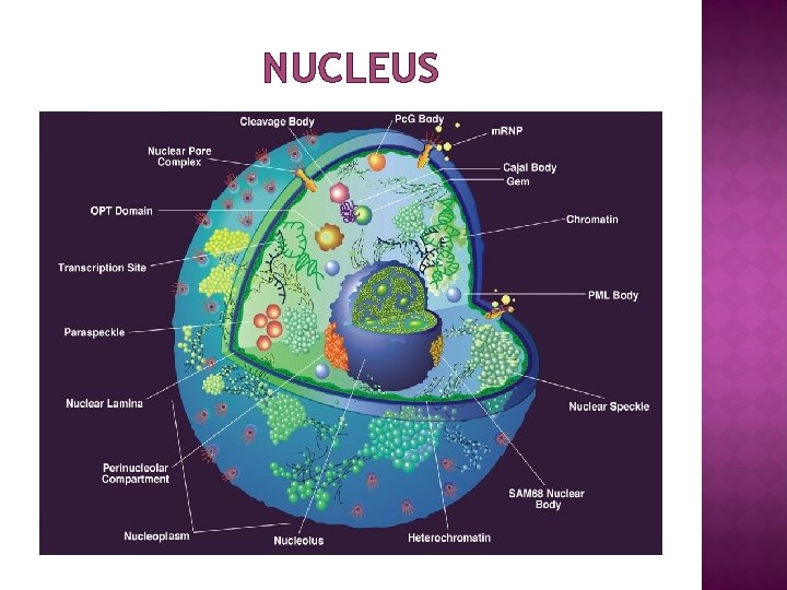 NUCLEUS 