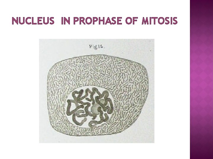NUCLEUS IN PROPHASE OF MITOSIS 