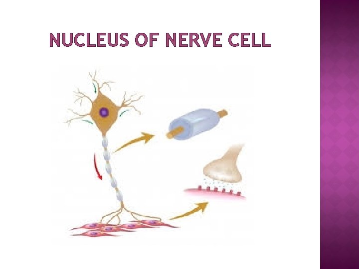 NUCLEUS OF NERVE CELL 