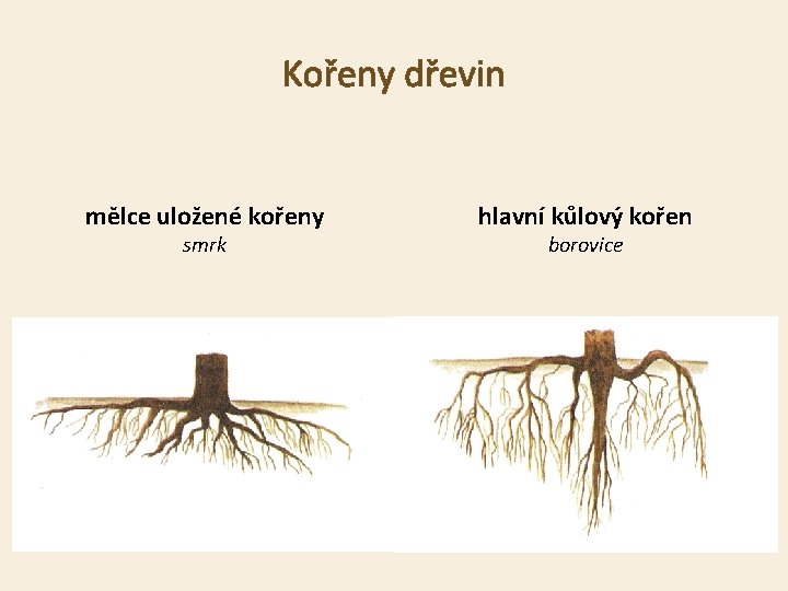 Kořeny dřevin mělce uložené kořeny smrk hlavní kůlový kořen borovice 