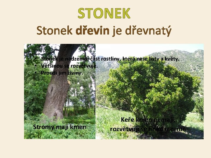 STONEK Stonek dřevin je dřevnatý • Stonek je nadzemní část rostliny, která nese listy