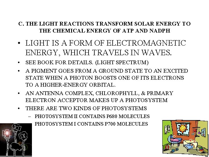 C. THE LIGHT REACTIONS TRANSFORM SOLAR ENERGY TO THE CHEMICAL ENERGY OF ATP AND