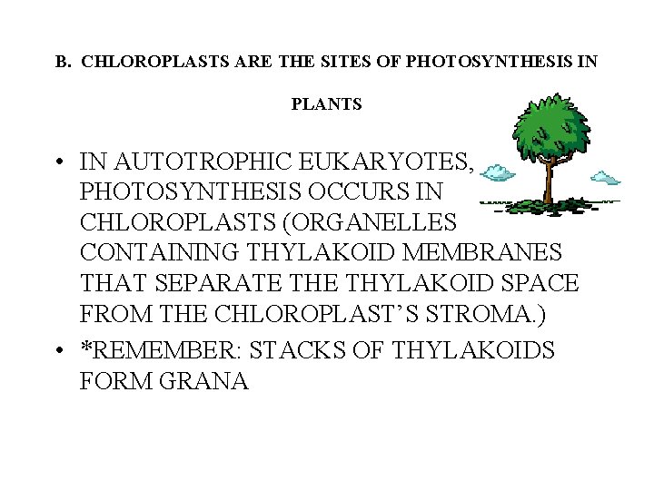 B. CHLOROPLASTS ARE THE SITES OF PHOTOSYNTHESIS IN PLANTS • IN AUTOTROPHIC EUKARYOTES, PHOTOSYNTHESIS