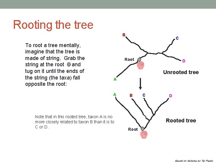 Rooting the tree B To root a tree mentally, imagine that the tree is