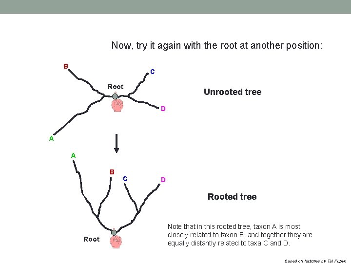 Now, try it again with the root at another position: B C Root Unrooted