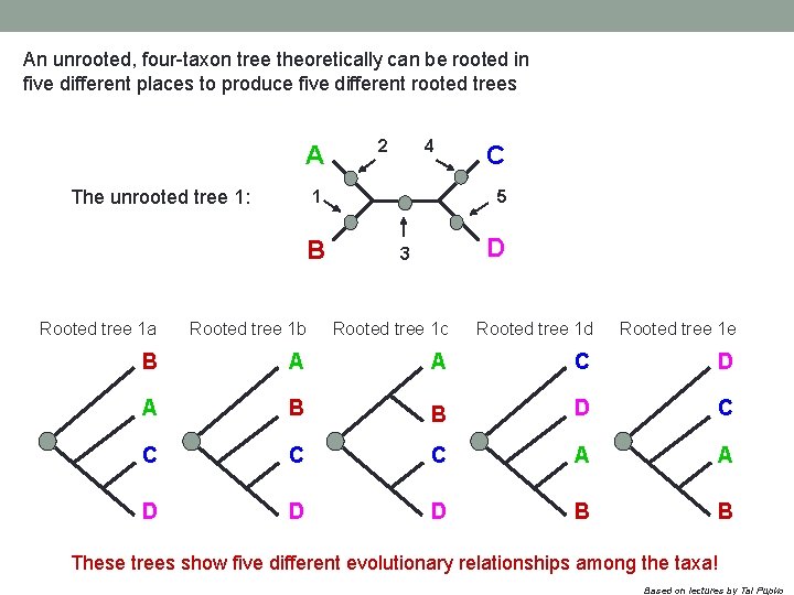 An unrooted, four-taxon tree theoretically can be rooted in five different places to produce