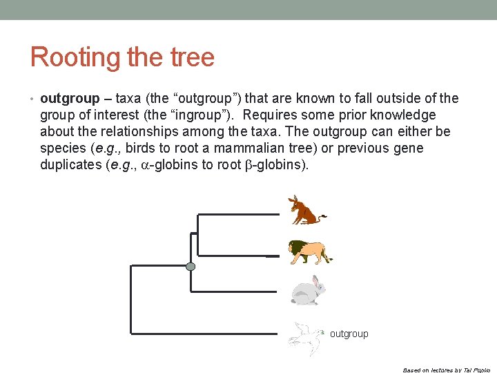 Rooting the tree • outgroup – taxa (the “outgroup”) that are known to fall