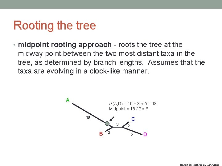 Rooting the tree • midpoint rooting approach - roots the tree at the midway