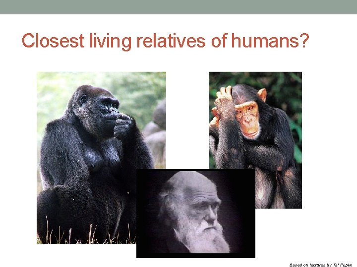 Closest living relatives of humans? Based on lectures by Tal Pupko 