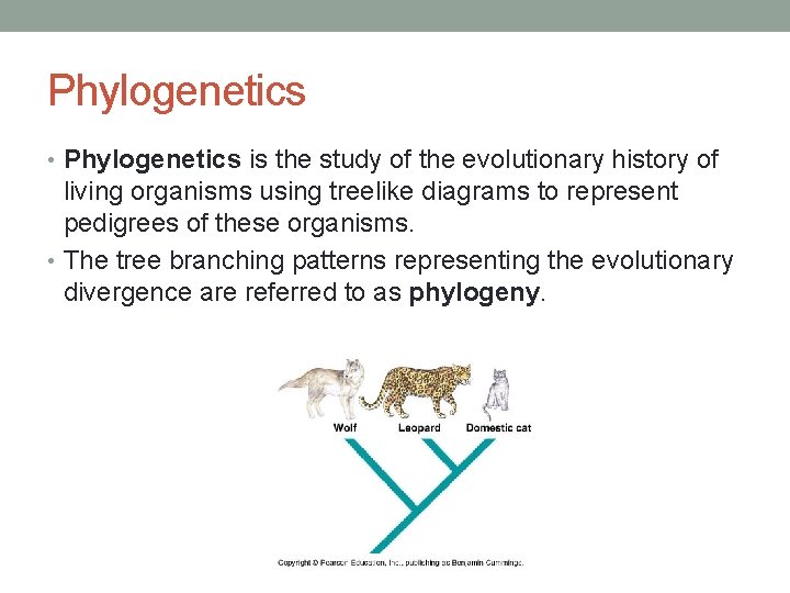 Phylogenetics • Phylogenetics is the study of the evolutionary history of living organisms using