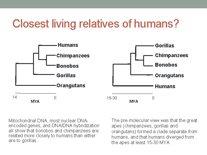 Closest living relatives of humans? 14 MYA Humans Gorillas Chimpanzees Bonobos Gorillas Orangutans Humans