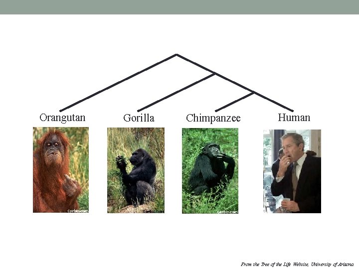 Orangutan Gorilla Chimpanzee Human From the Tree of the Life Website, University of Arizona