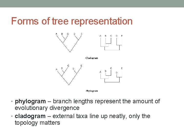 Forms of tree representation • phylogram – branch lengths represent the amount of evolutionary