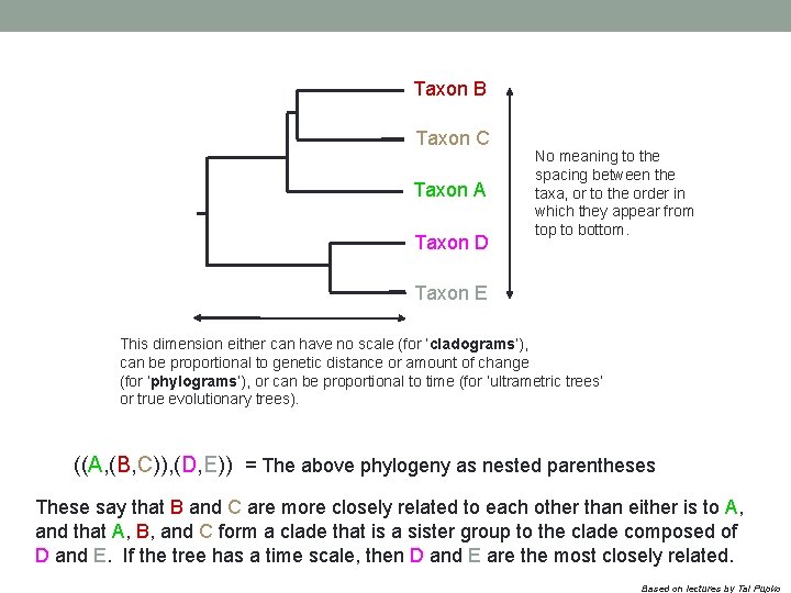 Taxon B Taxon C Taxon A Taxon D No meaning to the spacing between