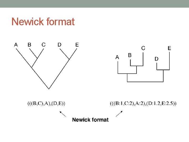 Newick format 