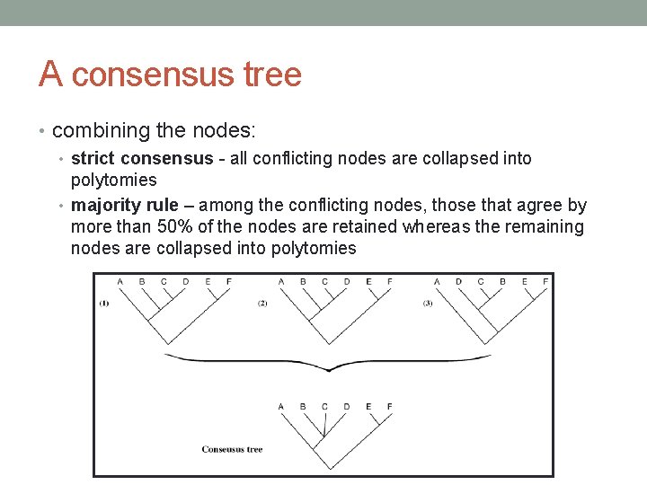 A consensus tree • combining the nodes: • strict consensus - all conflicting nodes