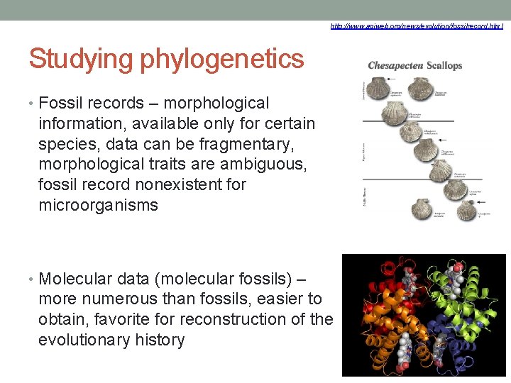 http: //www. agiweb. org/news/evolution/fossilrecord. html Studying phylogenetics • Fossil records – morphological information, available